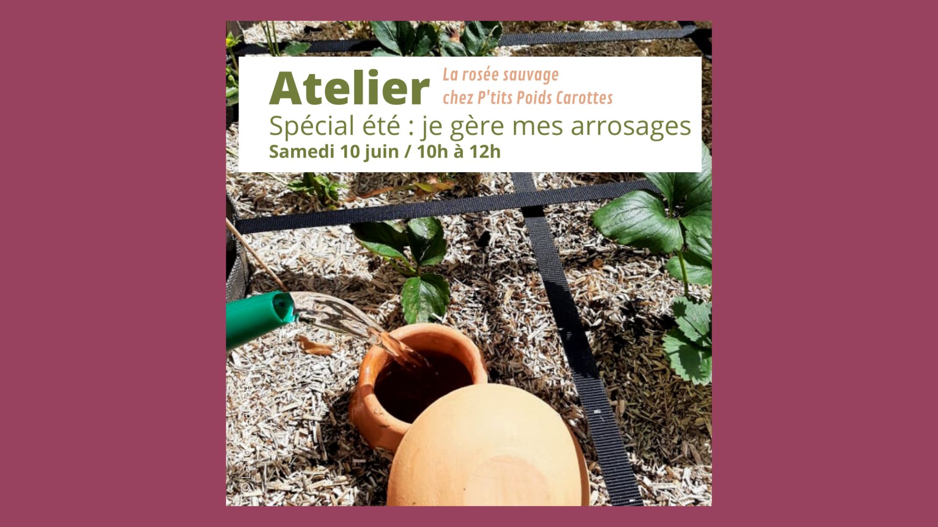 La Rosée Sauvage