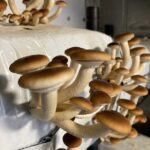 Gratin de légumes et champignons pholiote du peuplier